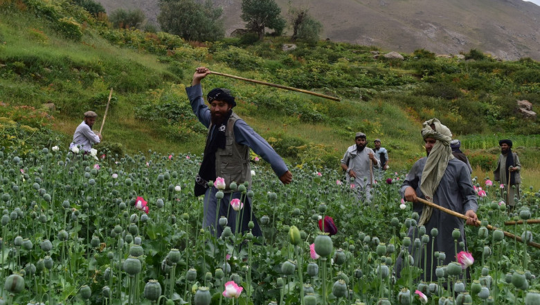 Operation to destroy drug farms continues in Afghanistan