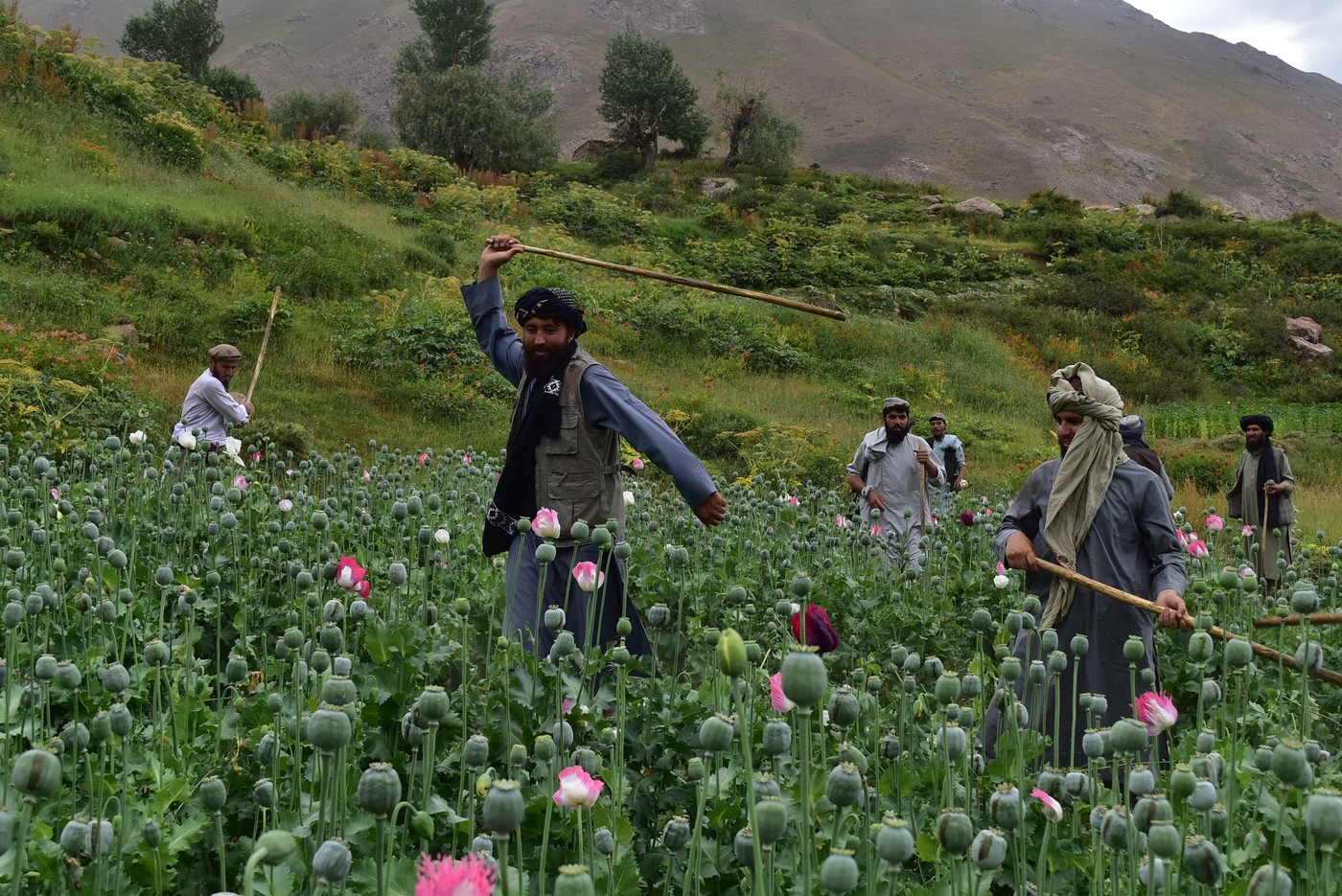 Cum au încercat americanii să oprească producția de heroină a Afganistanului: Planul secret al CIA dezvăluit de Washington Post