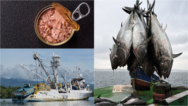 conservă de ton / vas de pescuit / captură de ton