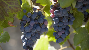 Grape vines, Languedoc, France, Europe