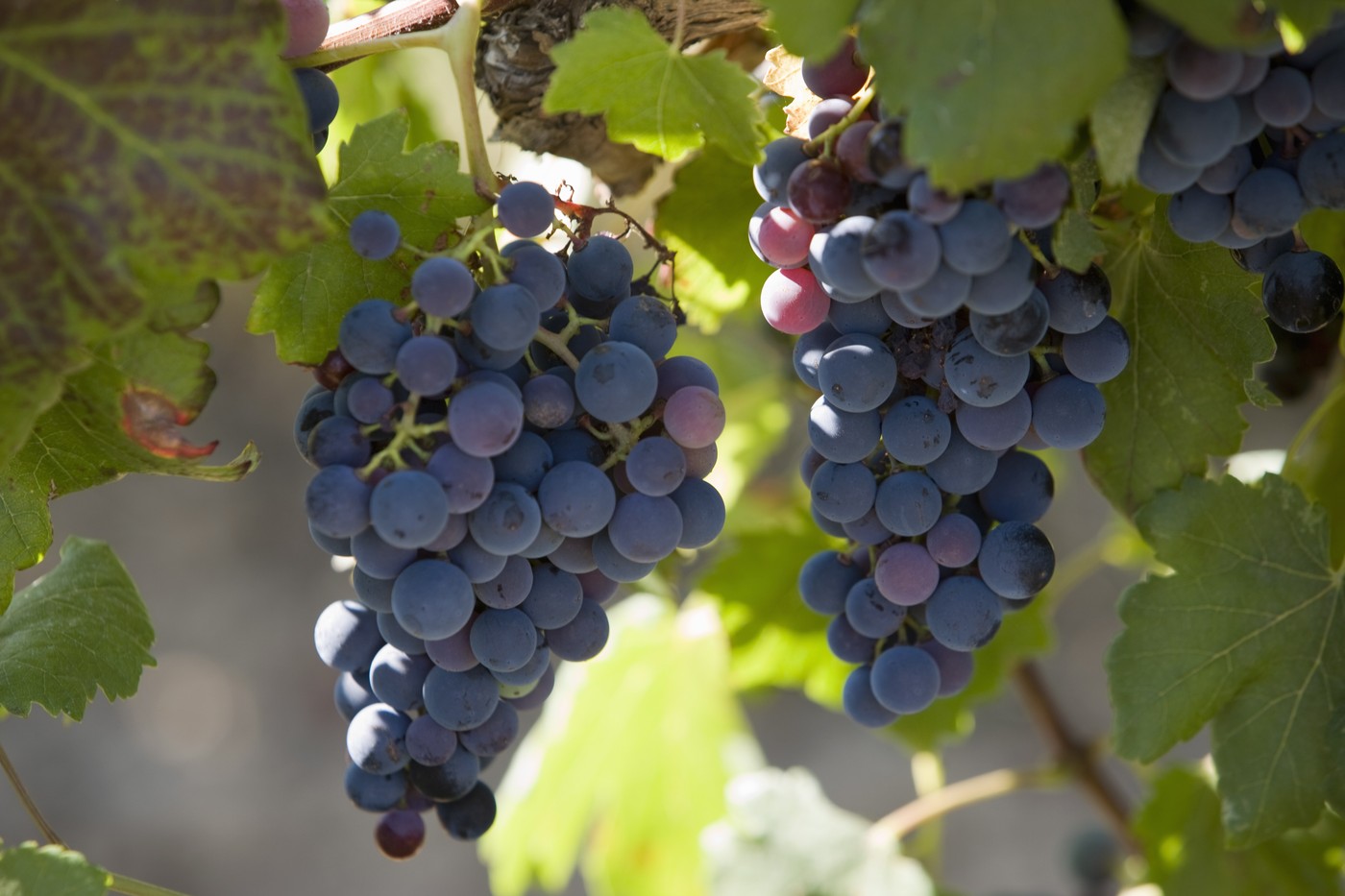 Franța va cheltui 130 de milioane de euro pentru defrișarea plantațiilor de viță de vie, pe fondul supraproducției de vin