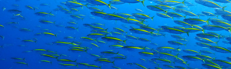 Pescuit în Pacificul de Sud | s3 ep. 9