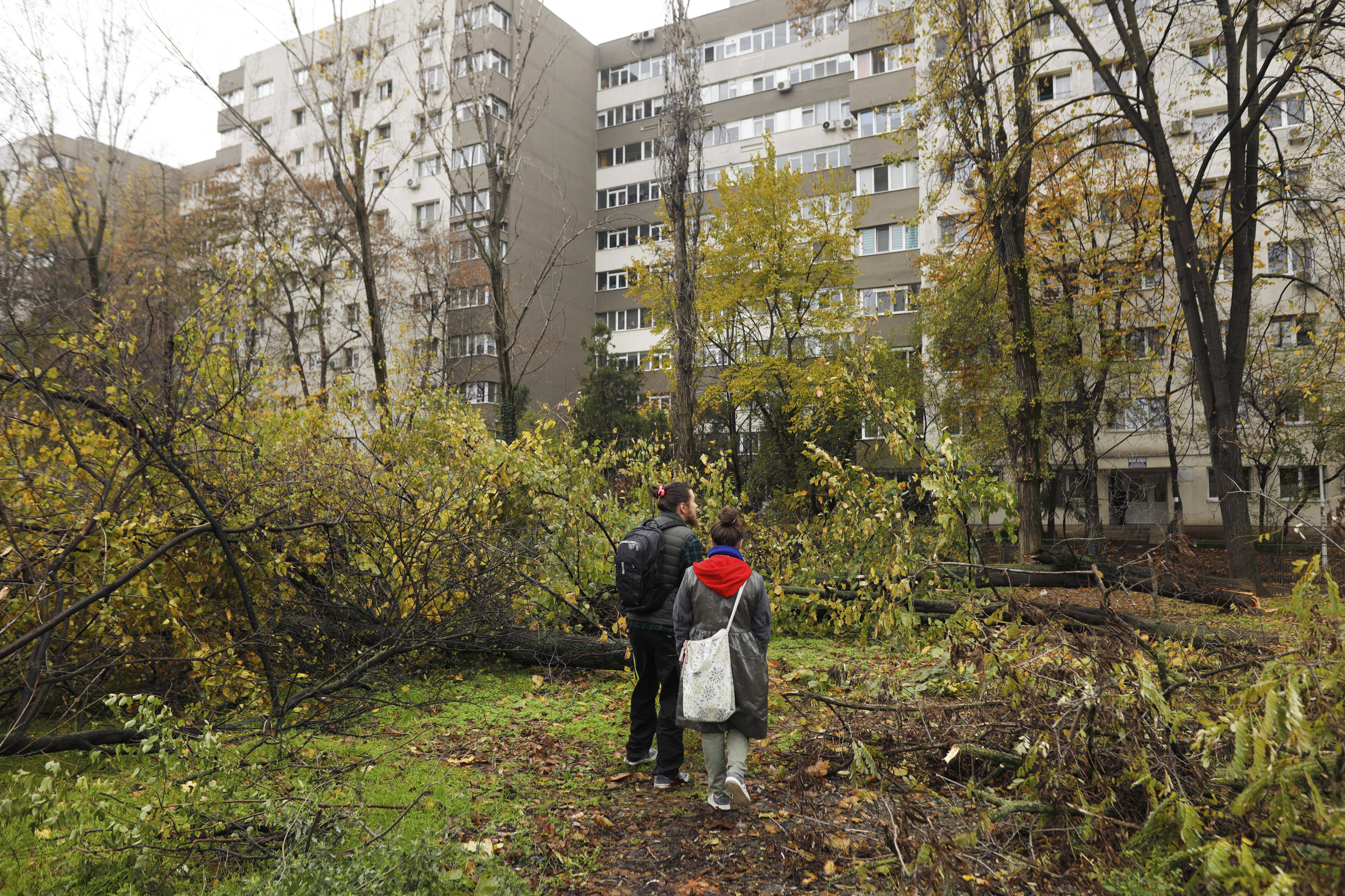 Lucian Judele: Tăierile ilegale din zona Parcului IOR par întâmplări desprinse dintr-un film cu mafia din anii ’60–’70