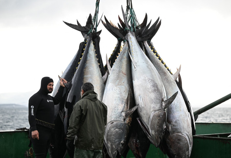 Turkiye aims to double tuna exports in 2024