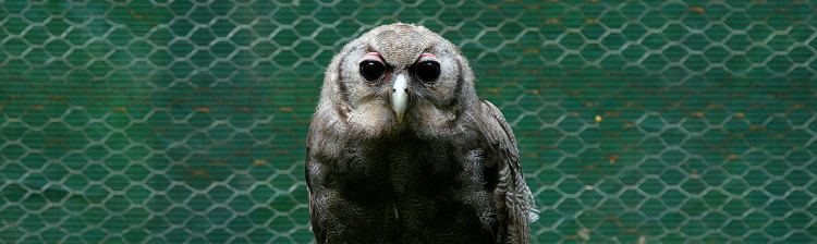 În ajutorul sǎlbǎticiei: Malawi | s1 ep. 3