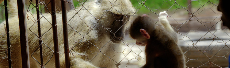 În ajutorul sǎlbǎticiei: Malawi | s1 ep. 1