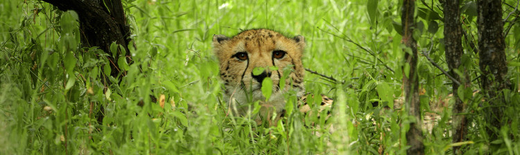 În ajutorul sǎlbǎticiei: Malawi | s1 ep. 2