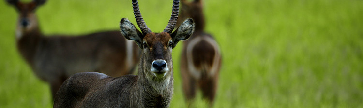 În ajutorul sǎlbǎticiei: Malawi | s1 ep. 5