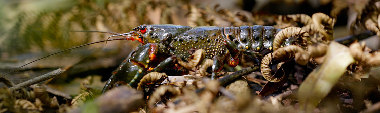 Sălbatic, cerul | ep. 1