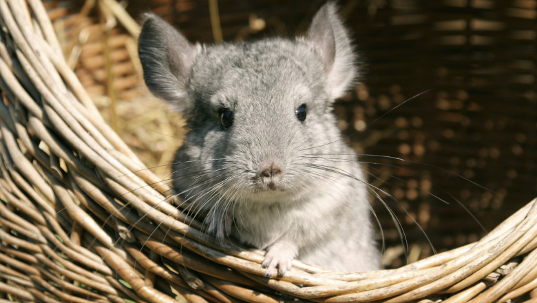 profimedia-0043261900