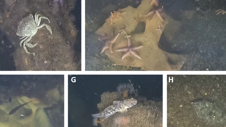 43247_2025_2593_Fig5_HTML