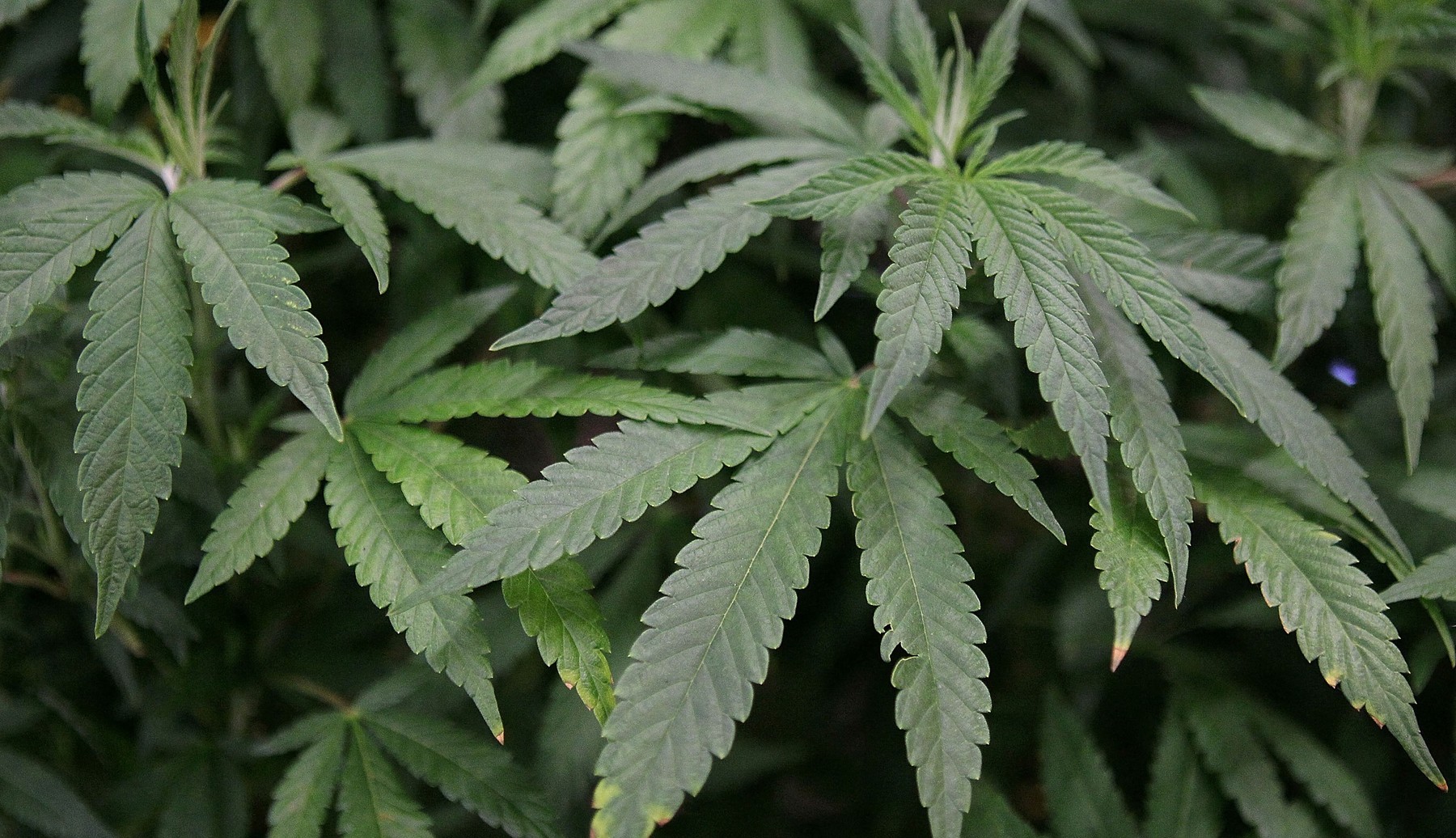 Un politician german le sugerează tinerilor să fumeze un joint înaintea interviului de recrutare în armată pentru a fi declaraţi inapţi