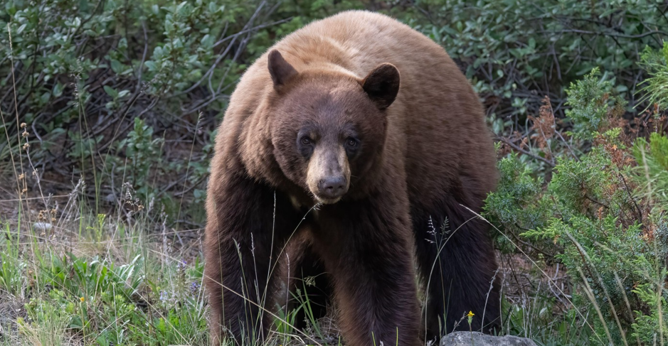 11 răniţi, printre care mai mulţi elevi, după atacul unui urs în vestul Canadei