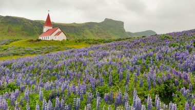 Vikurkirkja church in the Vik i Myrdal village in Iceland, Summer, surrounded by Nootka lupine (Lupinus nootkatensis) plants.
