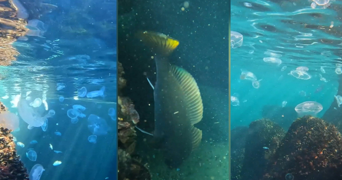 Marea Neagră, invadată de meduze în decembrie 2025