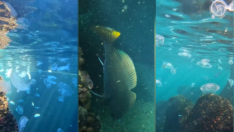 Imagini spectaculoase în Marea Neagră: mii de meduze apar în apă, în decembrie. Și migrația peștilor este întârziată de apa caldă