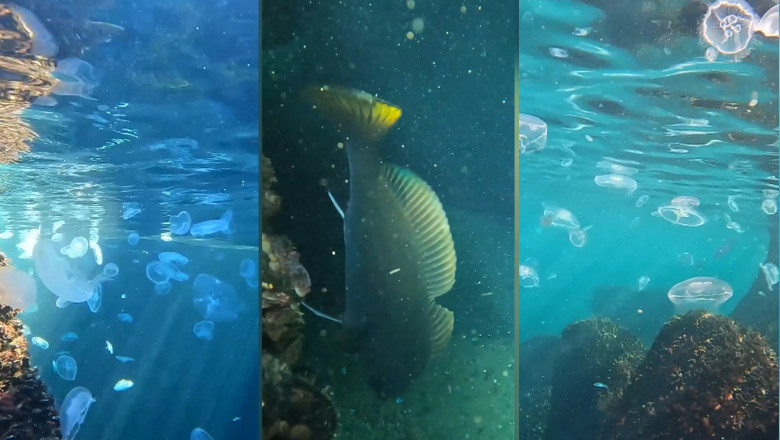 MEDUZE SI PESTI IN MAREA NEAGRA