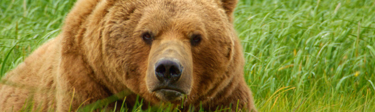 Jocul foamei: Provocarea urșilor | ep. 2