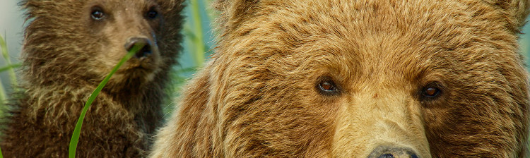 Jocul foamei: Provocarea urșilor | ep. 3