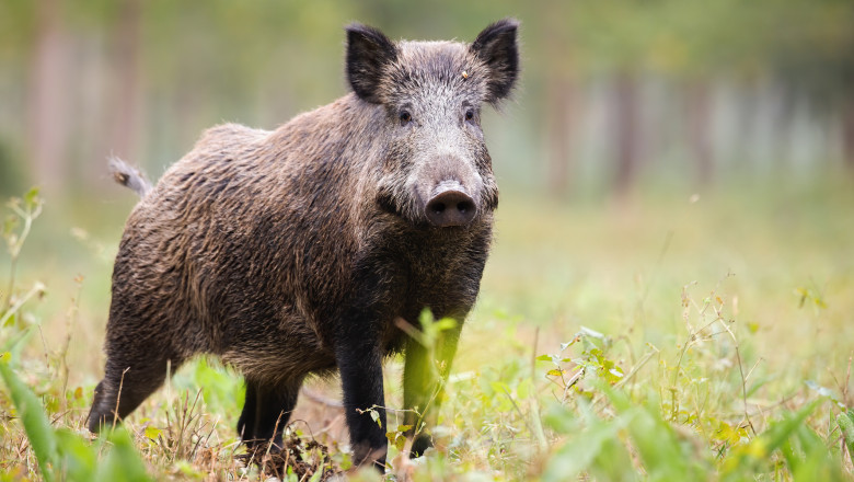 porc mistret