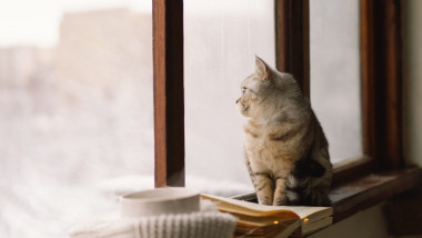 pisica care se uita pe geam la frig