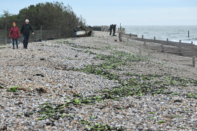 „Invazie” de banane pe plajele din sudul Angliei: ce s-a întâmplat 2 profimedia-1057905703