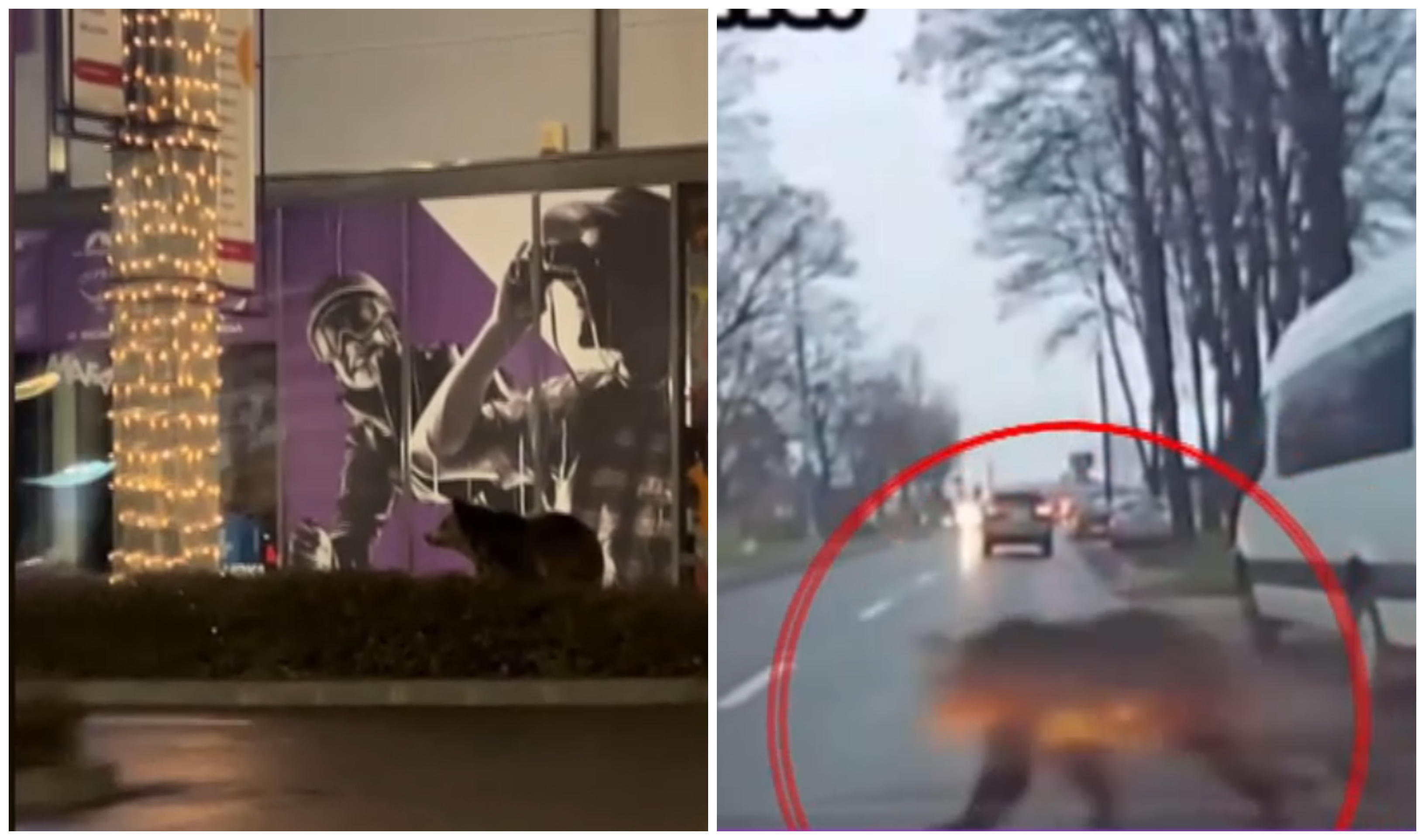 Un urs a fost filmat în fața unui mall din Brașov. A doua zi a fost surprins un urs care a trecut șoseaua prin fața mașinilor