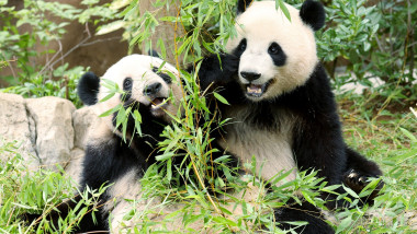 Japan's last giant pandas to return to China