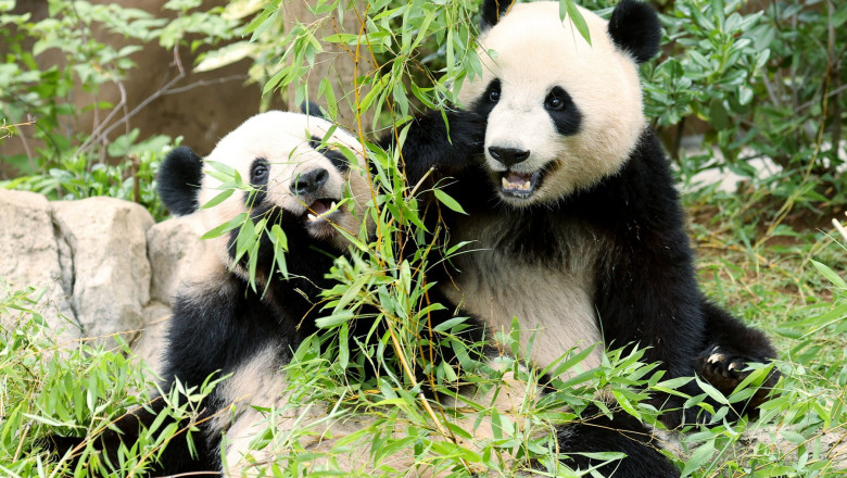 Japan's last giant pandas to return to China