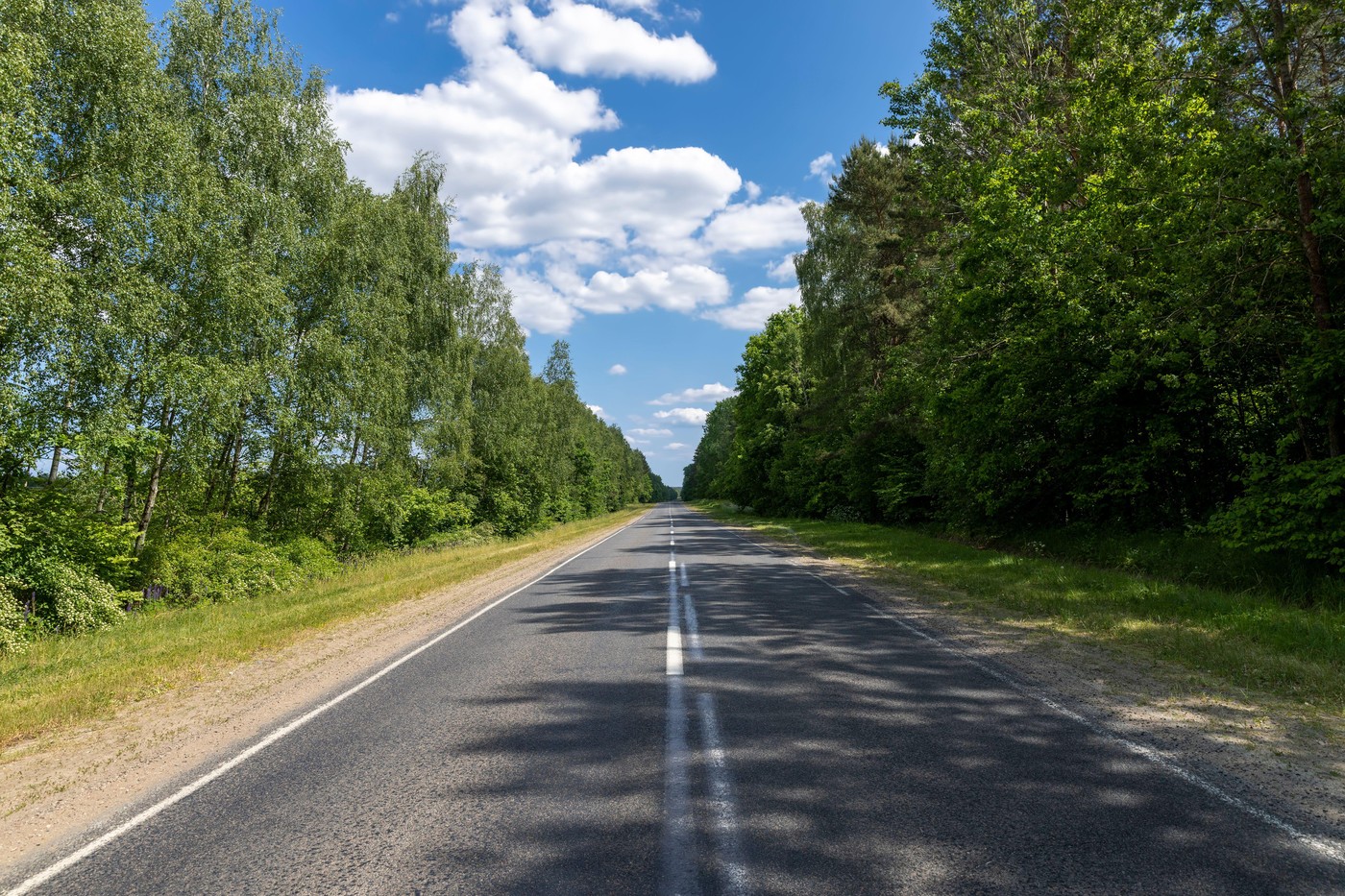 Perdele forestiere în sudul României: Diana Buzoianu anunță începerea procedurilor pentru studiul de fezabilitate pe 380 de hectare