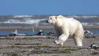Polar bear walking along a rocky beach with ocean waves in the background. Hudson Bay, Churchill, Manitoba, Canada