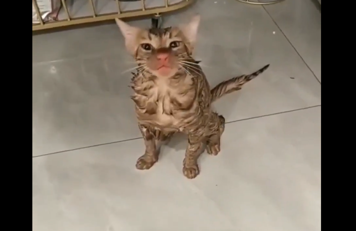 O pisică a fost „spălată” 10 minute. Felina a supraviețuit experienței neplăcute din cuva mașinii