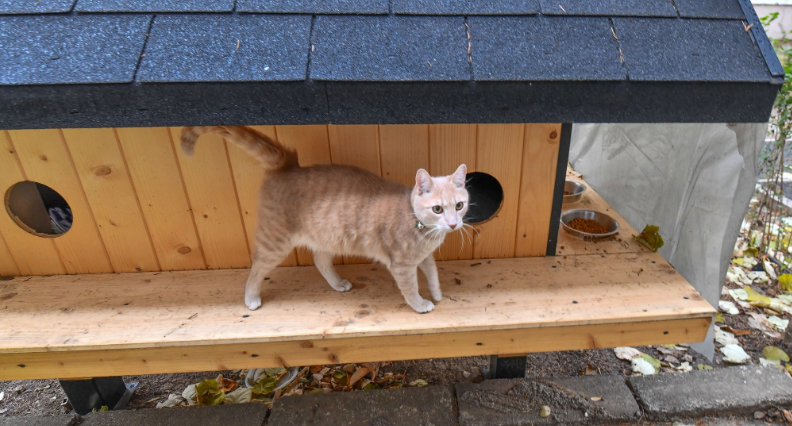 Cetăţenii din Sectorul 2 pot solicita instalarea de adăposturi pentru pisicile comunitare