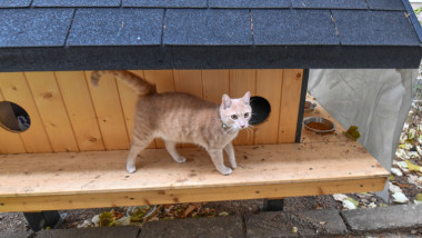 Căsuță pentru pisici instalată în Sectorul 6.