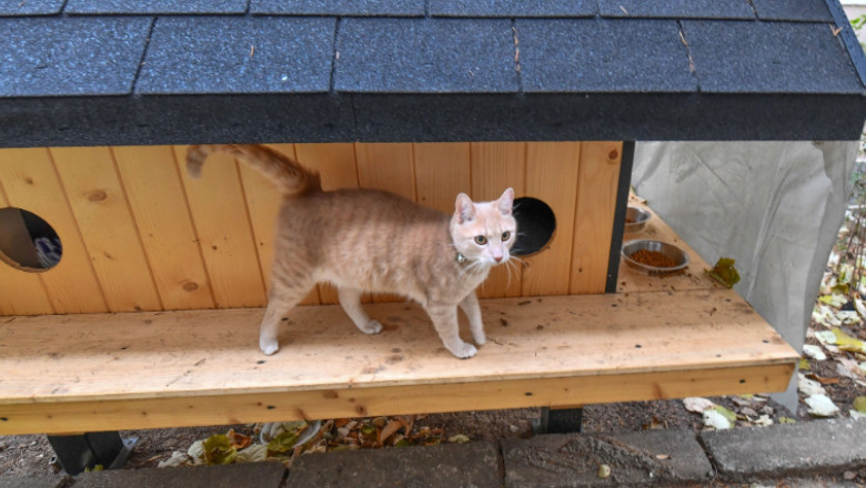 Cetăţenii din Sectorul 2 pot solicita instalarea de adăposturi pentru pisicile comunitare