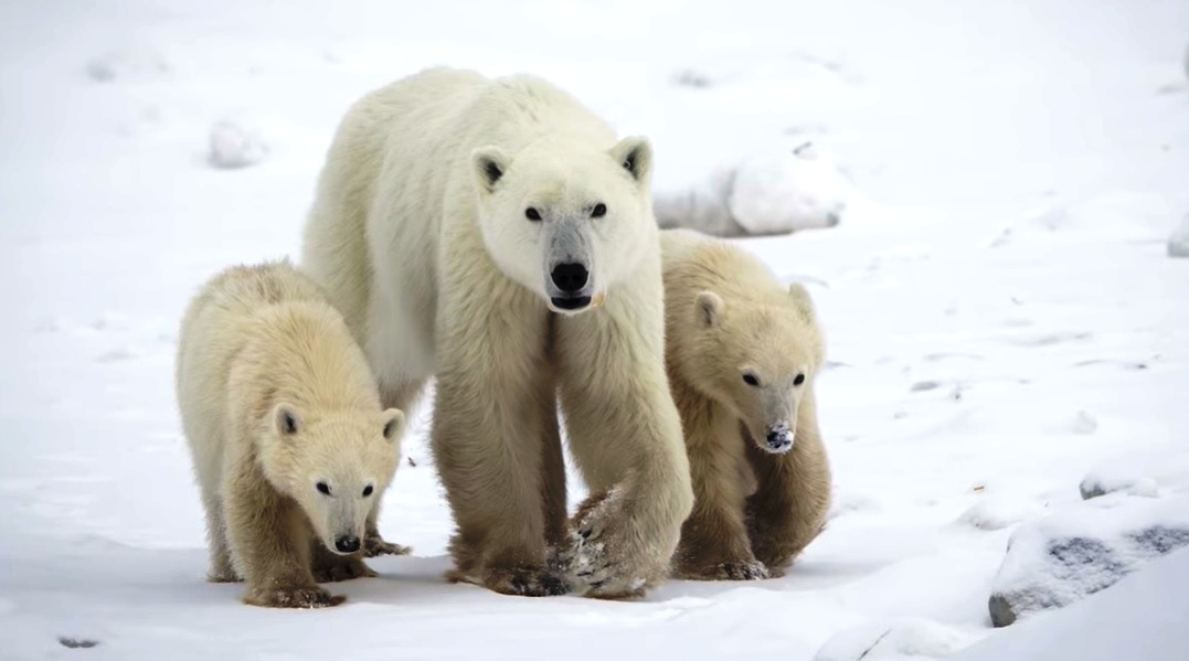 Un fenomen rar în Arctica îi uimește pe cercetători: O ursoaică polară a adoptat un pui