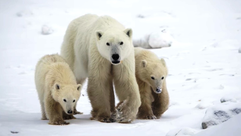 Un fenomen rar în Arctica îi uimește pe cercetători: O ursoaică polară a adoptat un pui
