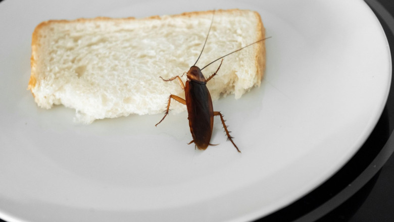 VIDEO  Insecte filmate în baia unui spital din Sebeş. Managerul unităţii sanitare: „A fost vorba despre un singur gândac, un pui”