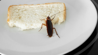 Gândac de bucătărie