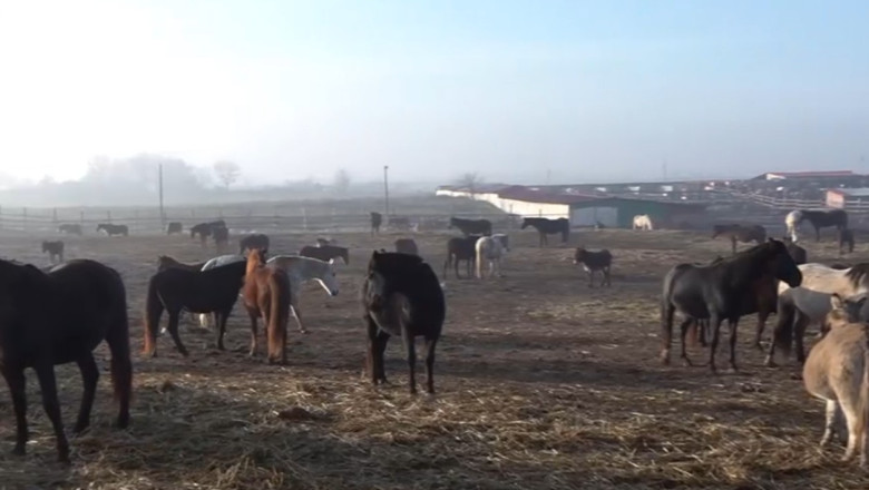 VIDEO  Situație dramatică la un adăpost de cai din Dolj: sute de animale sunt în pericol să moară de foame