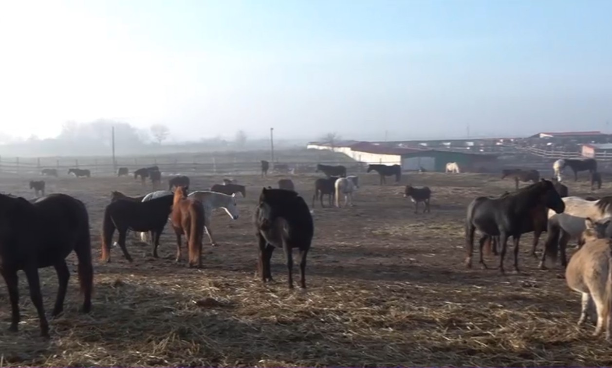 Situație dramatică la un adăpost de cai din Dolj: sute de animale sunt în pericol să moară de foame