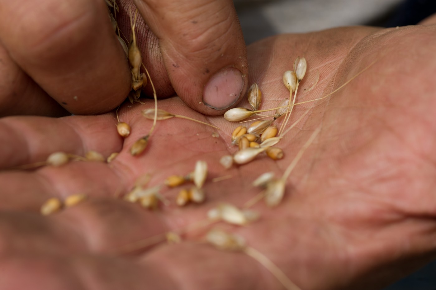 Alimentele au devenit mai calorice, mai puțin nutritive și potențial mai toxice. Studiul, caracterizat drept „șocant” de către savanți