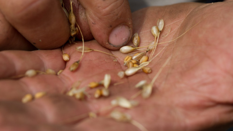 Alimentele au devenit mai calorice, mai puțin nutritive și potențial mai toxice. Studiul, caracterizat drept „șocant” de către savanți