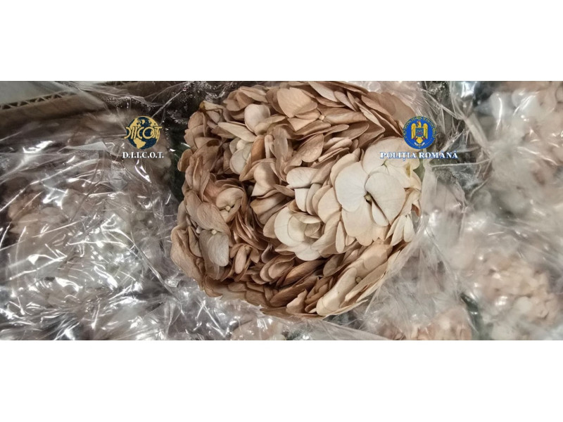 cocaina diicot flori 2