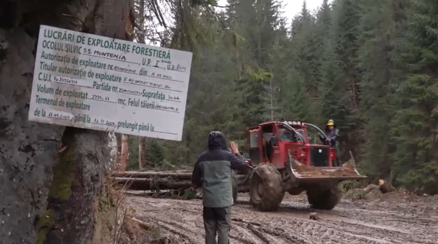 „Ne cunosc, ne știu fețele”. Cum luptă activiștii de mediu cu „mafia lemnului” din România