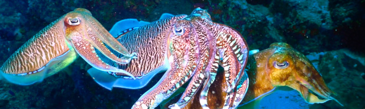 Misterele râului Mekong | ep. 10