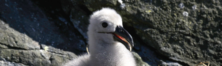 Regatul umbrei | ep. 3