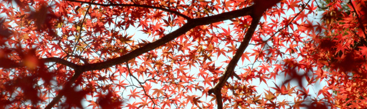 Anotimpuri japoneze | s1 ep. 1