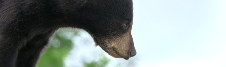 Tabăra puilor de urs | ep. 1