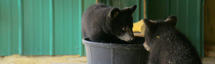 Tabăra puilor de urs | ep. 2